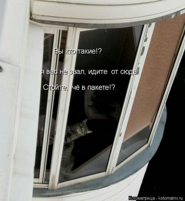 Лучшие котоматрицы недели