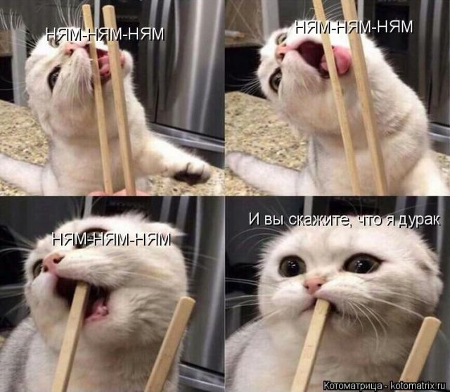 Лучшие котоматрицы недели