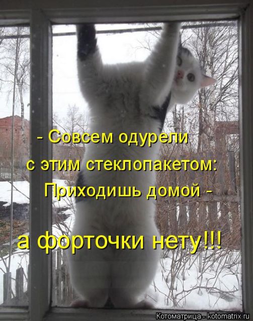 Лучшие котоматрицы недели