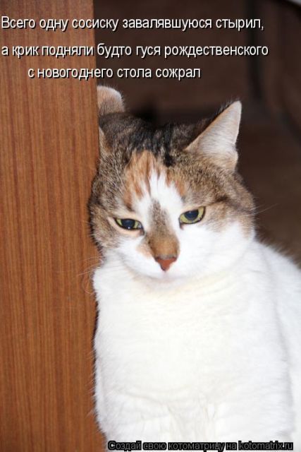 Лучшие котоматрицы недели