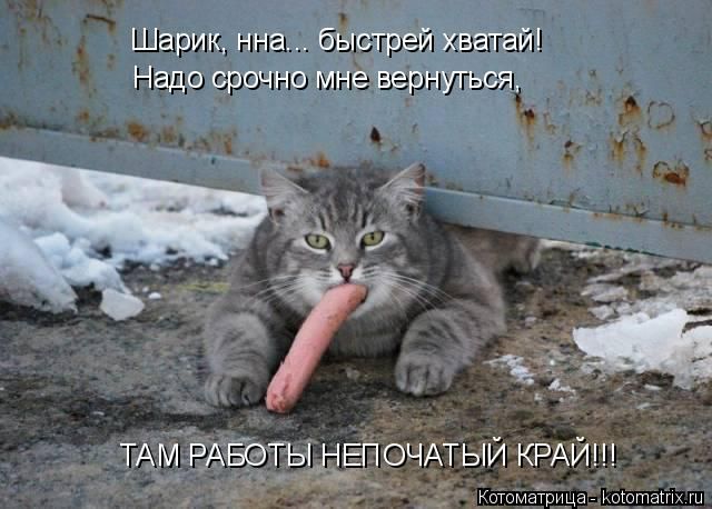 Лучшие котоматрицы недели