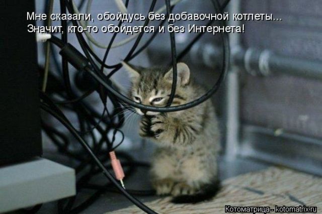 Лучшие котоматрицы недели