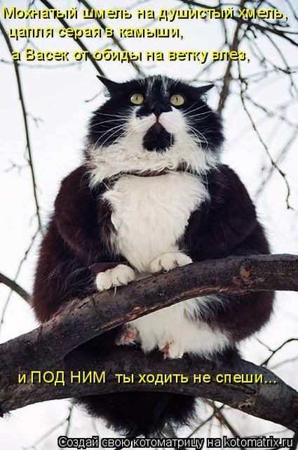 Лучшие котоматрицы недели