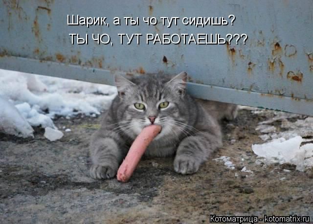 Лучшие котоматрицы недели