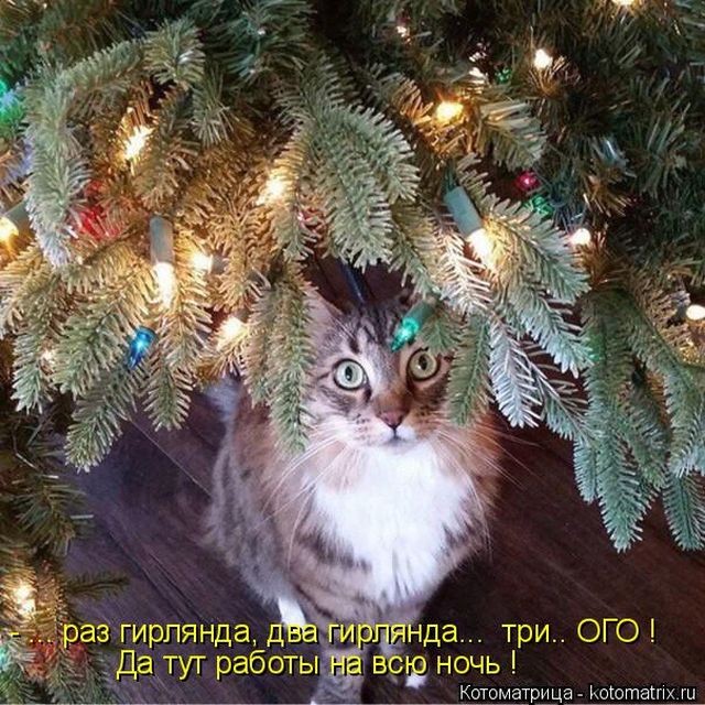 Лучшие котоматрицы недели