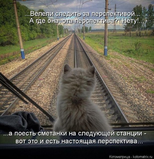 Лучшие котоматрицы недели