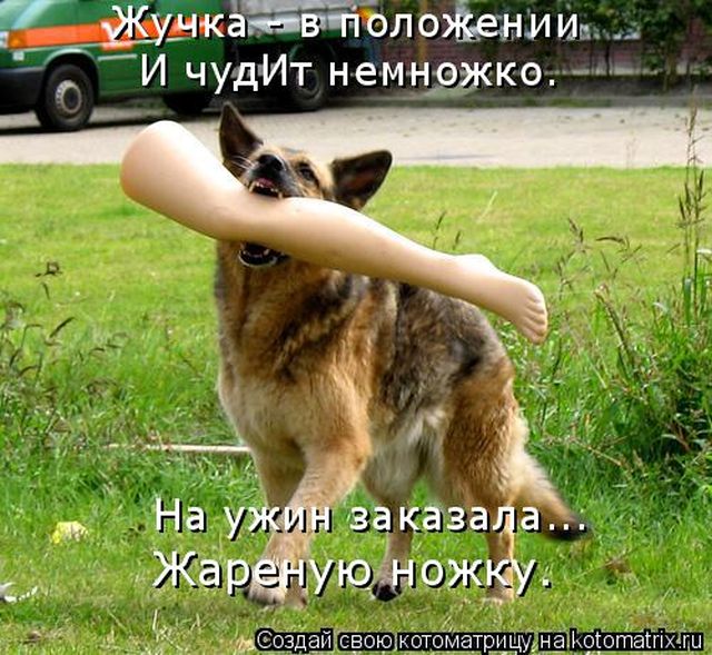 Лучшие котоматрицы недели