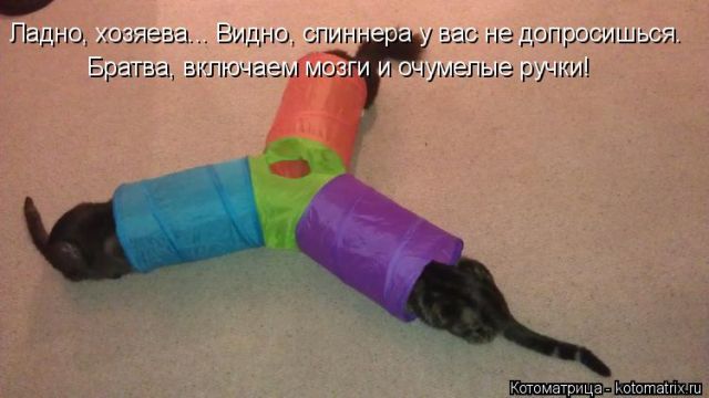 Лучшие котоматрицы недели