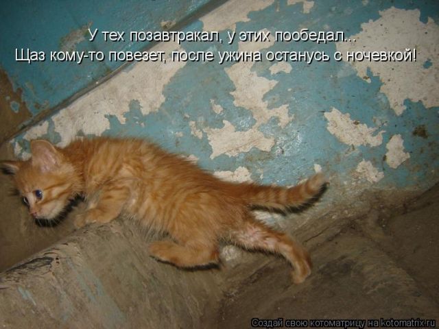 Лучшие котоматрицы недели