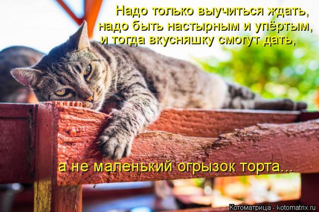 Лучшие котоматрицы недели