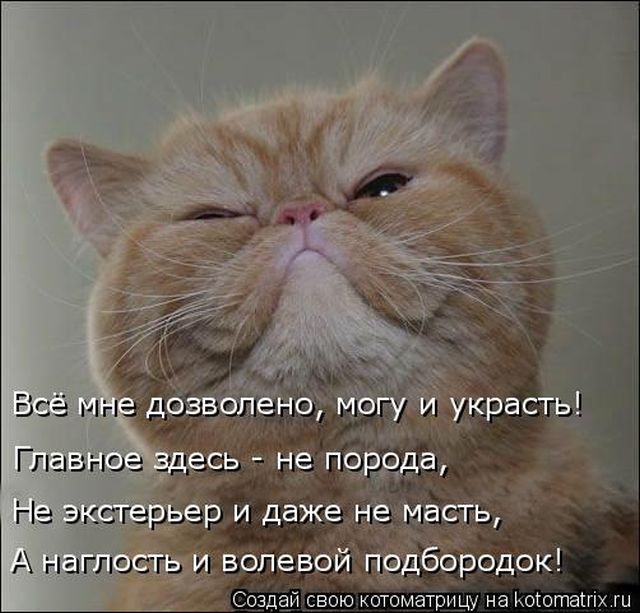 Лучшие котоматрицы недели