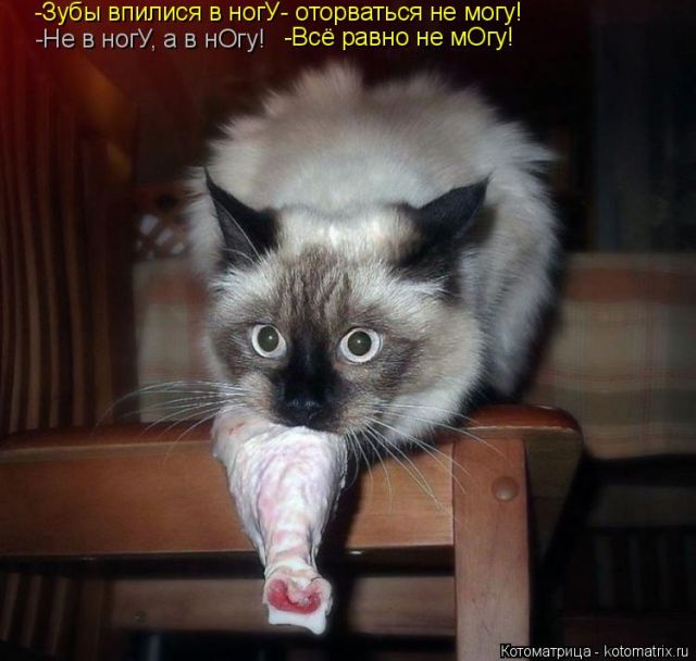 Лучшие котоматрицы недели