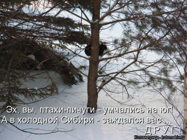 Лучшие котоматрицы недели