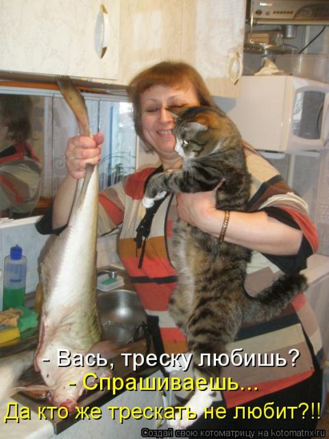 Лучшие котоматрицы недели