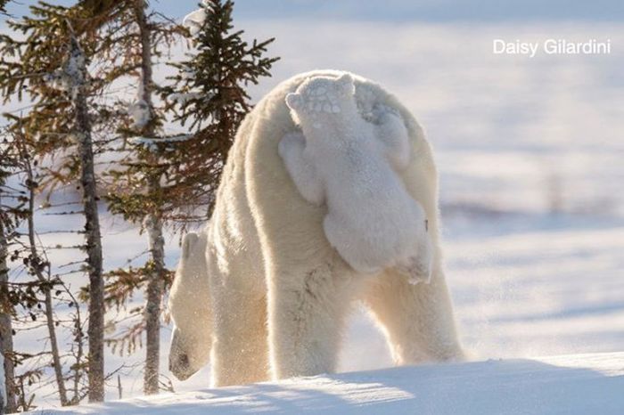 Лучшие работы конкурса смешных фотографий дикой природы Comedy Wildlife Awards