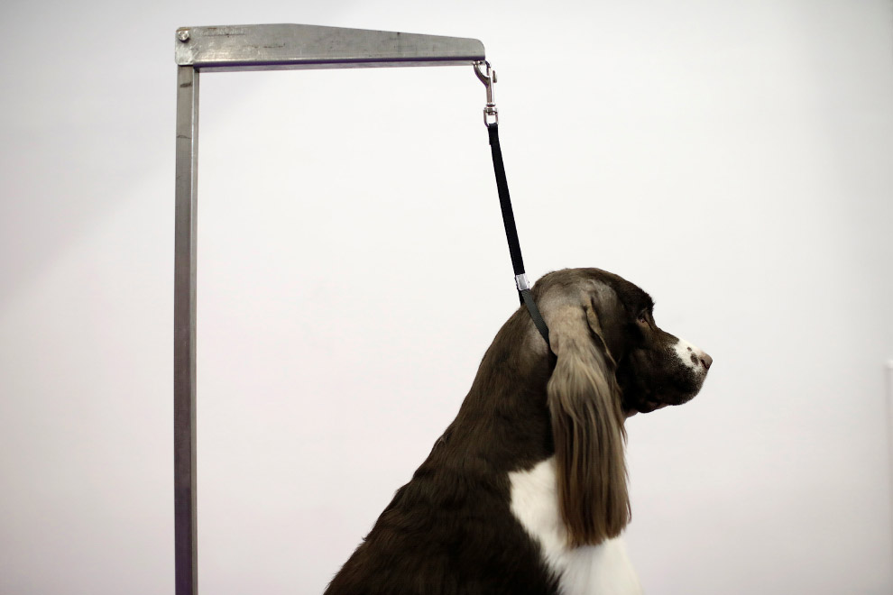 Выставка собак Westminster Kennel Club 2017 Выставка собак Westminster Kennel Club 2017