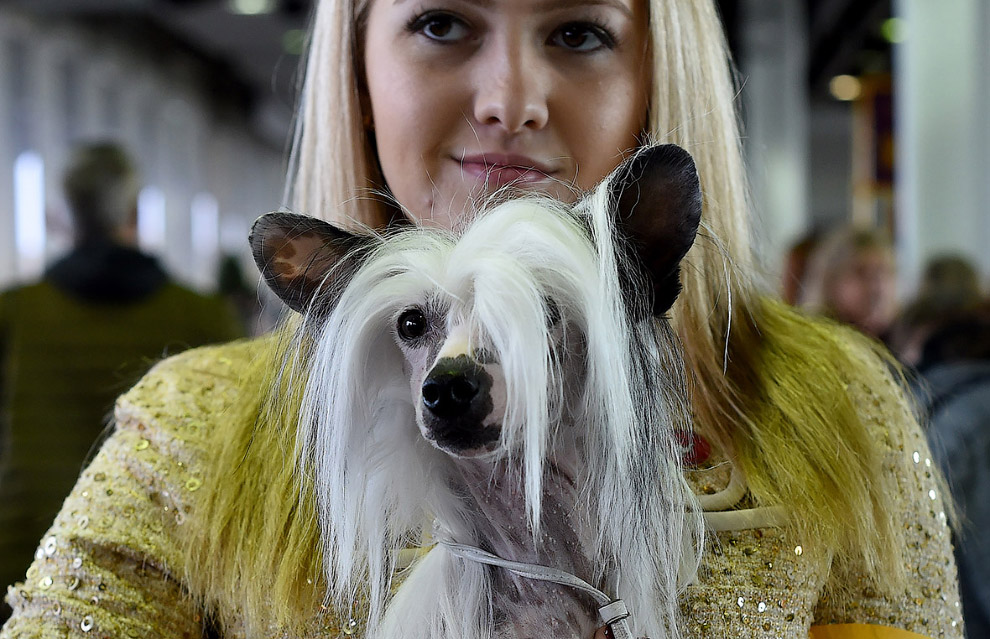Выставка собак Westminster Kennel Club 2017 Выставка собак Westminster Kennel Club 2017