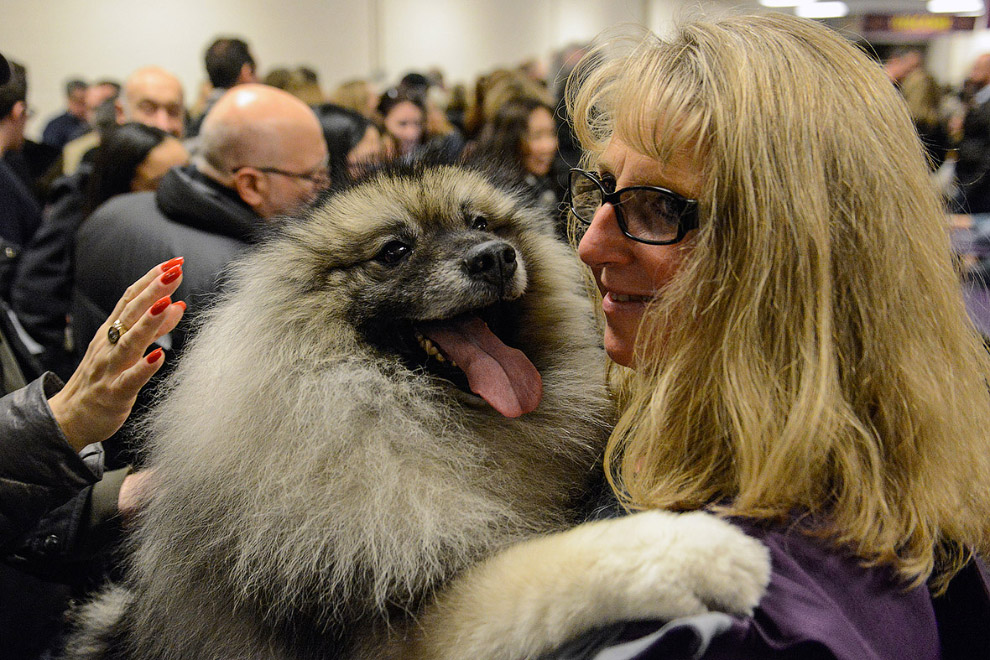 Выставка собак Westminster Kennel Club 2017 Выставка собак Westminster Kennel Club 2017