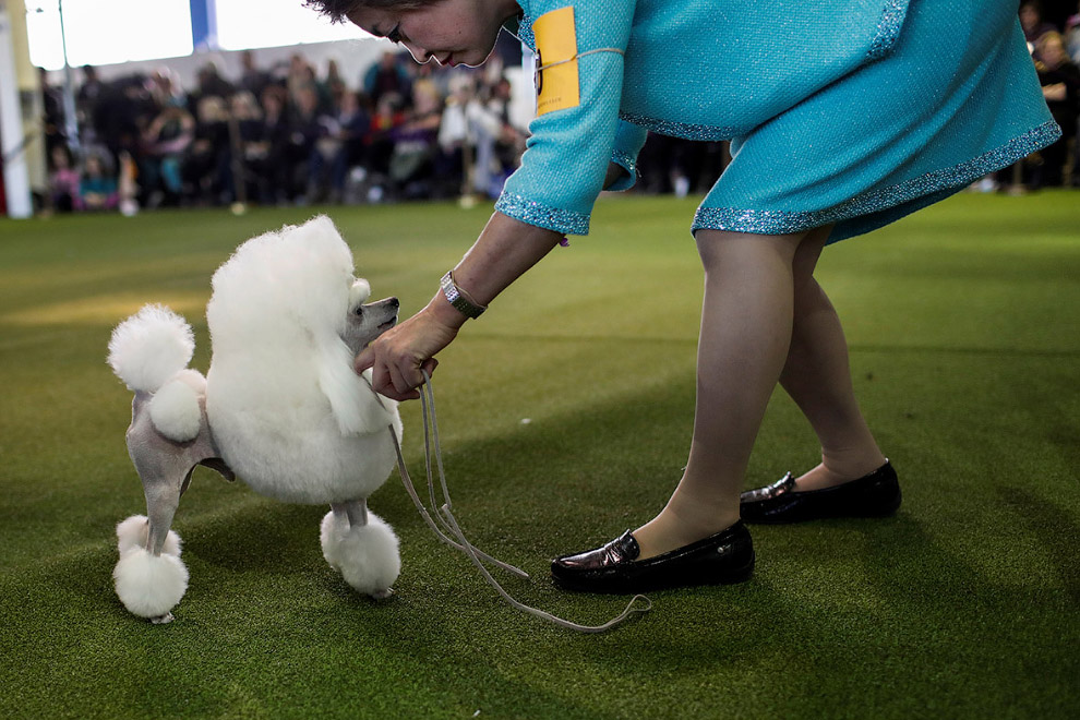 Выставка собак Westminster Kennel Club 2017 Выставка собак Westminster Kennel Club 2017