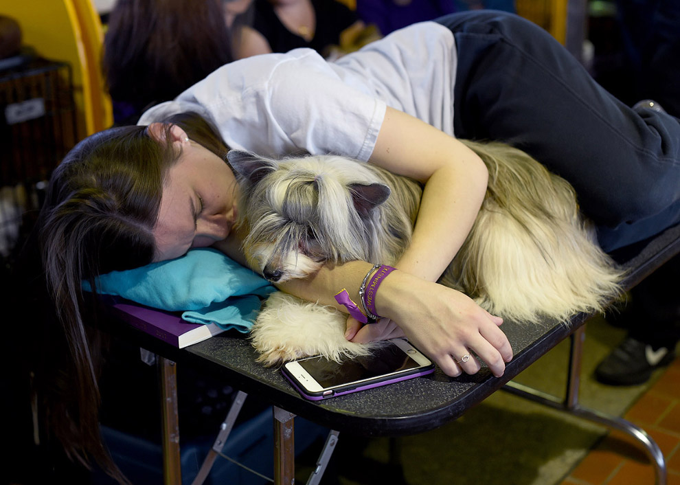 Выставка собак Westminster Kennel Club 2017 Выставка собак Westminster Kennel Club 2017