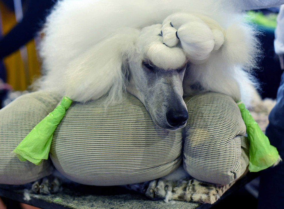 Выставка собак Westminster Kennel Club 2017 Выставка собак Westminster Kennel Club 2017