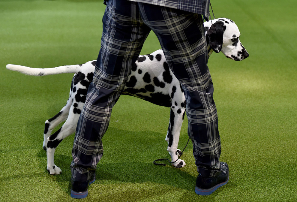 Выставка собак Westminster Kennel Club 2017 Выставка собак Westminster Kennel Club 2017