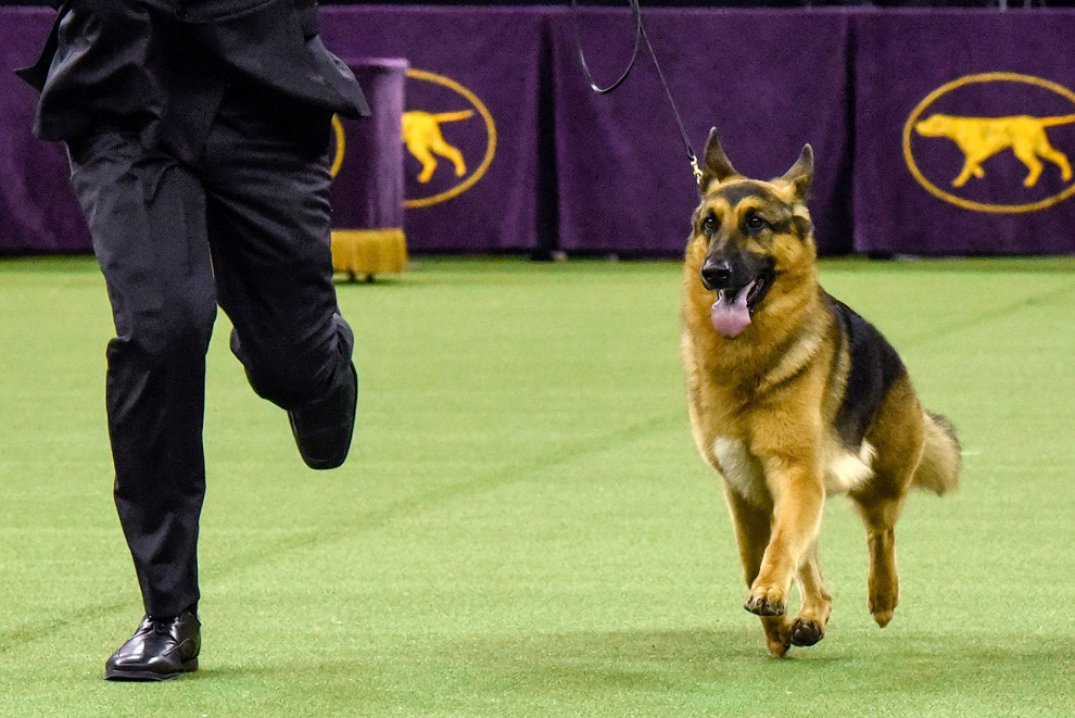 Выставка собак Westminster Kennel Club 2017 Выставка собак Westminster Kennel Club 2017