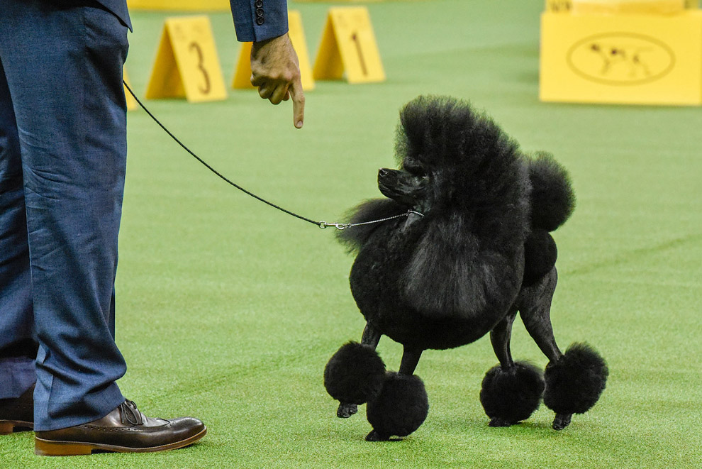 Выставка собак Westminster Kennel Club 2017 Выставка собак Westminster Kennel Club 2017