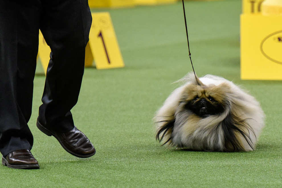 Выставка собак Westminster Kennel Club 2017 Выставка собак Westminster Kennel Club 2017