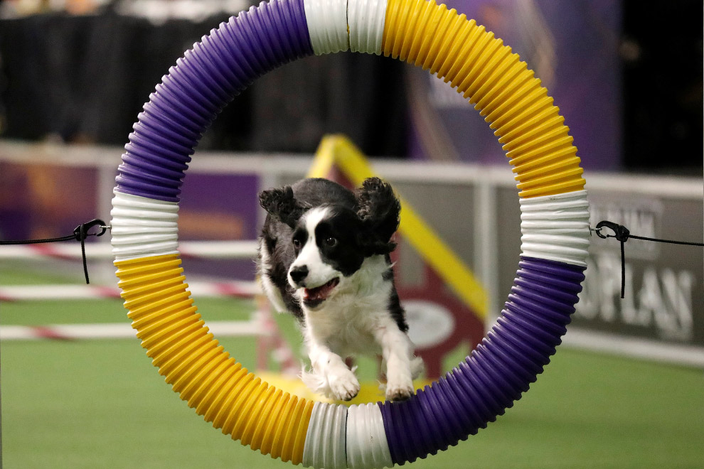Выставка собак Westminster Kennel Club 2017 Выставка собак Westminster Kennel Club 2017