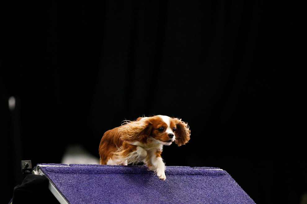 Выставка собак Westminster Kennel Club 2017 Выставка собак Westminster Kennel Club 2017