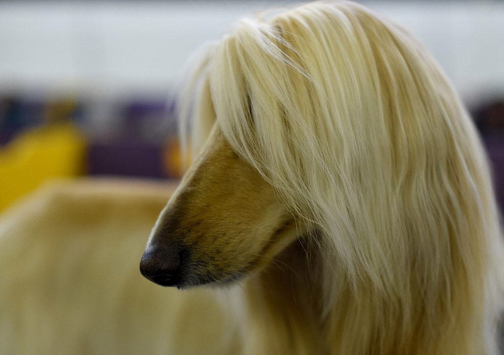 Выставка собак Westminster Kennel Club 2017 Выставка собак Westminster Kennel Club 2017