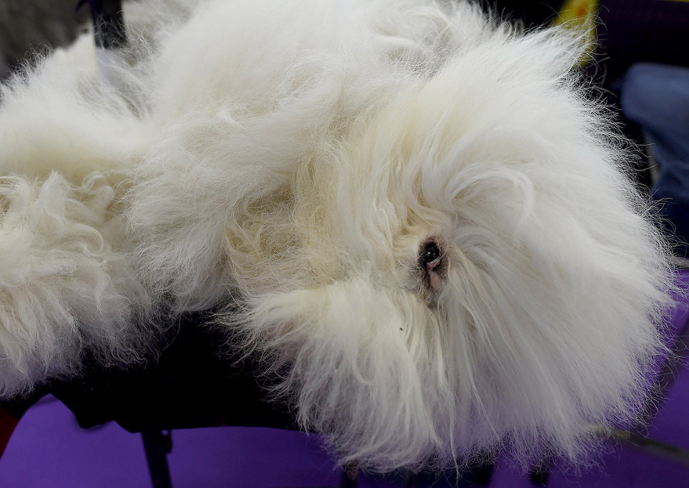 Выставка собак Westminster Kennel Club 2017 Выставка собак Westminster Kennel Club 2017