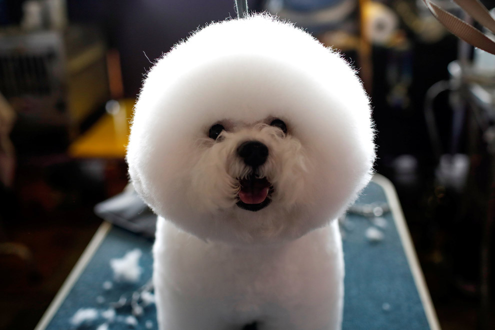 Выставка собак Westminster Kennel Club 2017 Выставка собак Westminster Kennel Club 2017