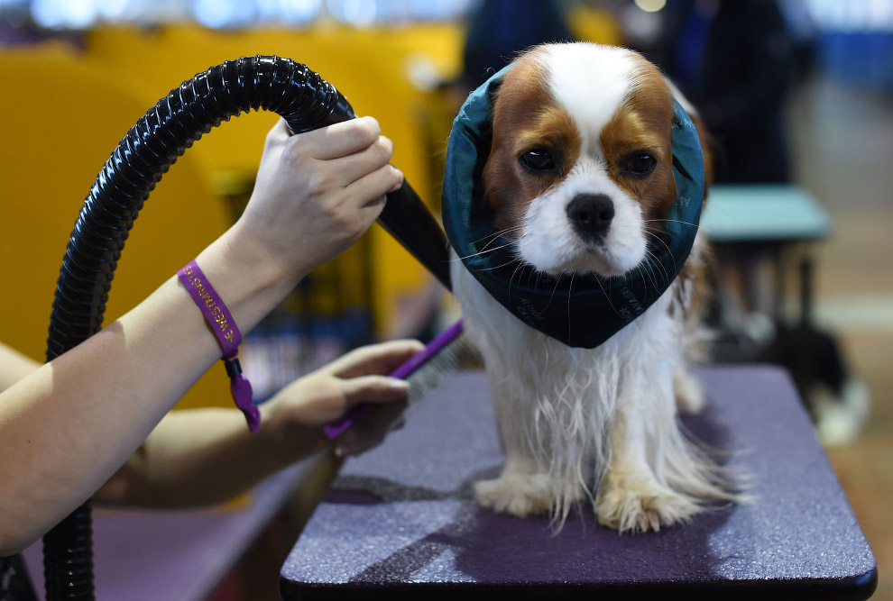 Выставка собак Westminster Kennel Club 2017 Выставка собак Westminster Kennel Club 2017