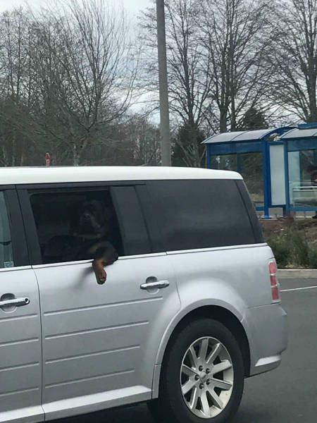 Прикольные картинки