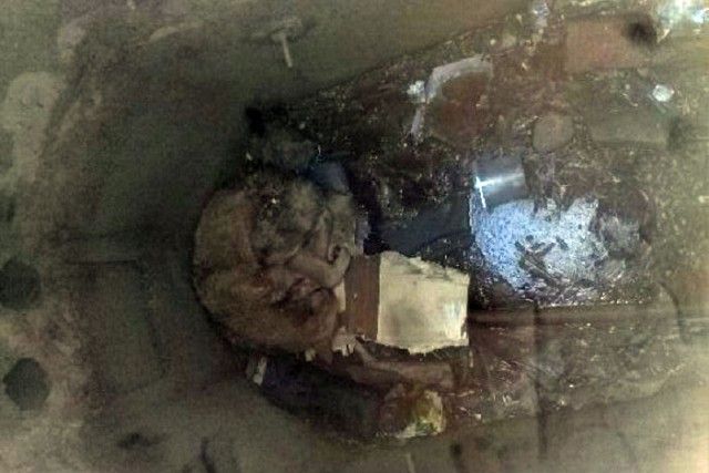 Жители Волгограда спасли собаку от смерти