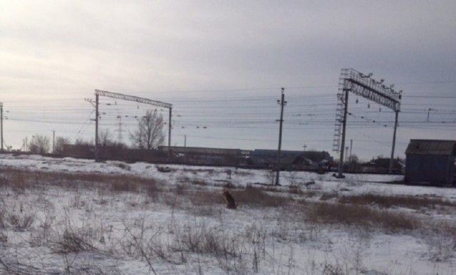 Жители Волгограда спасли собаку от смерти