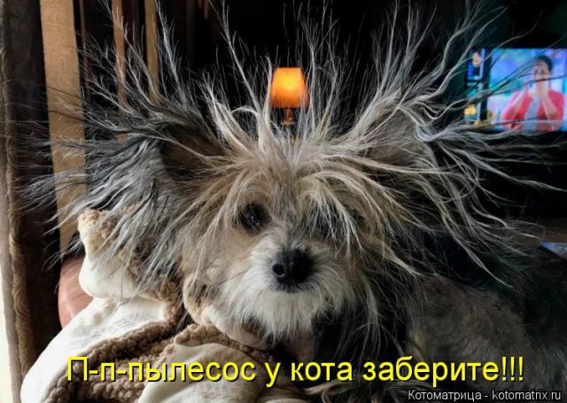 Лучшие котоматрицы недели
