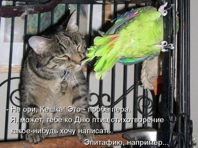 Лучшие котоматрицы недели
