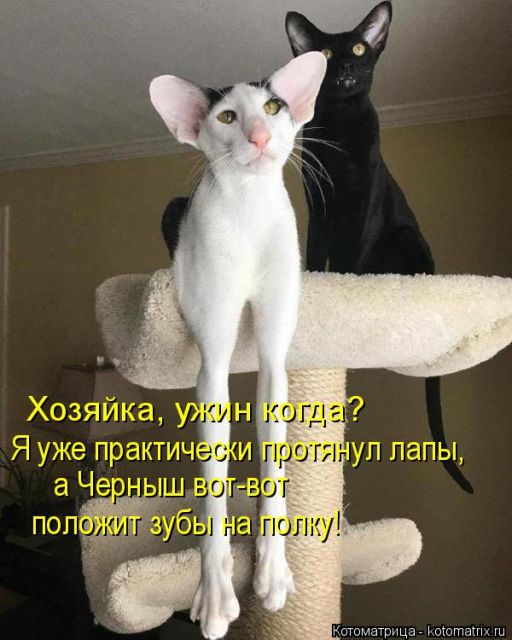 Лучшие котоматрицы недели
