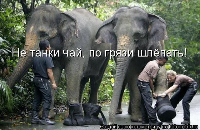 Лучшие котоматрицы недели