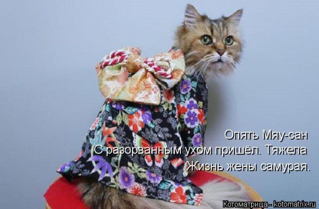 Лучшие котоматрицы недели