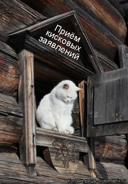 Лучшие котоматрицы недели