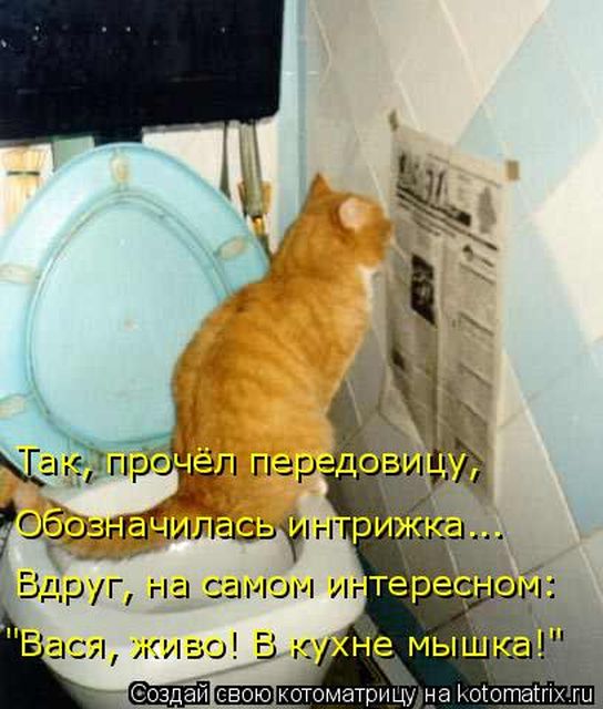 Лучшие котоматрицы недели