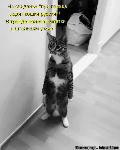 Лучшие котоматрицы недели