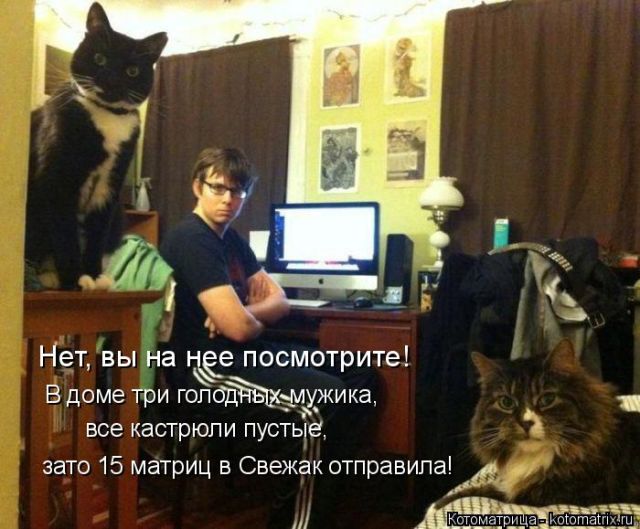Лучшие котоматрицы недели