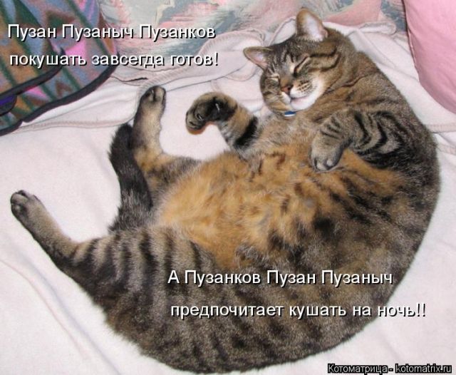 Лучшие котоматрицы недели