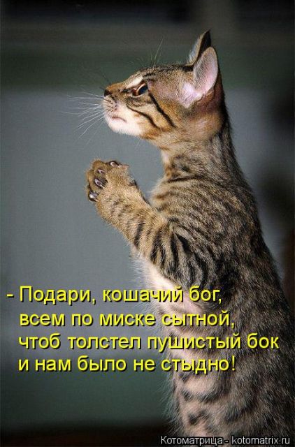 Лучшие котоматрицы недели