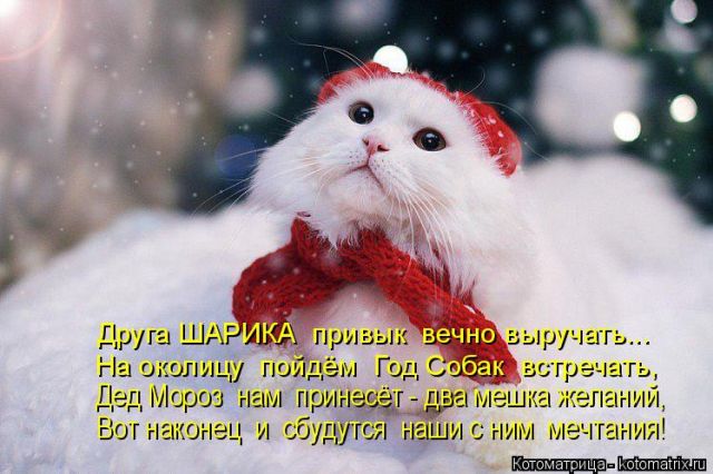 Лучшие котоматрицы недели